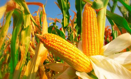 Segunda safra de milho é estimada em 120 milhões de toneladas