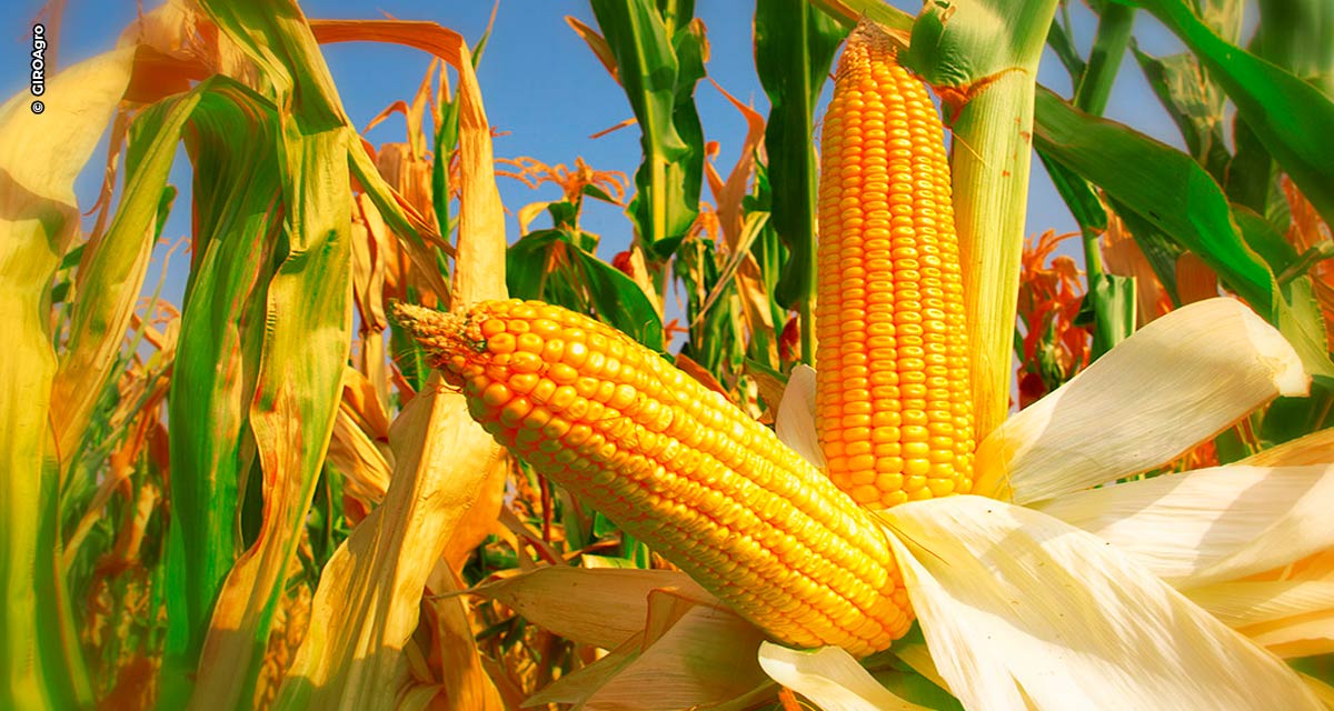 Segunda safra de milho é estimada em 120 milhões de toneladas