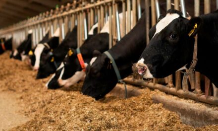 Ração correta na suplementação de vacas de leite amplia produção e lucratividade