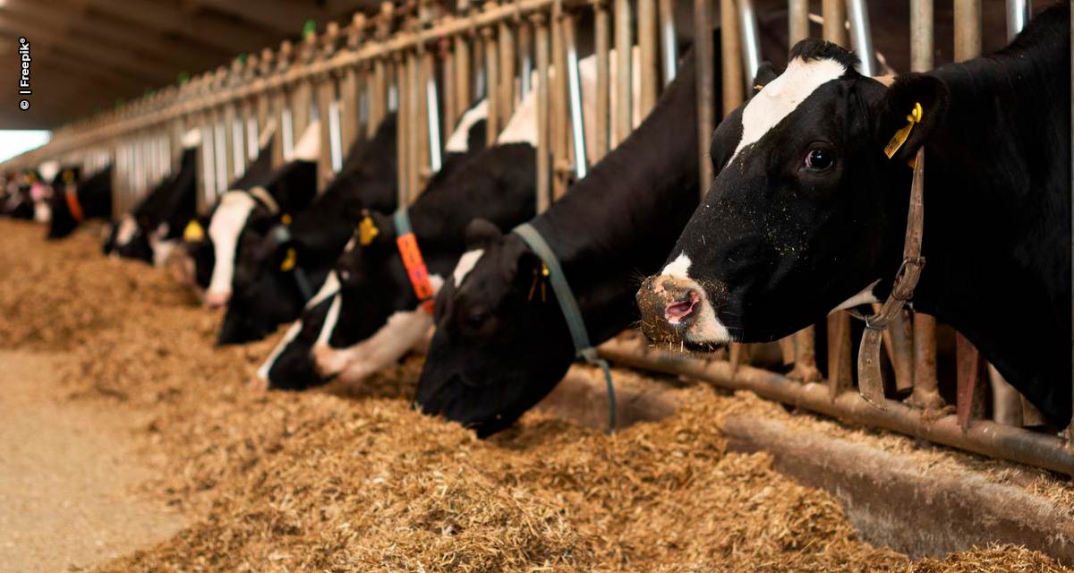 Ração correta na suplementação de vacas de leite amplia produção e lucratividade