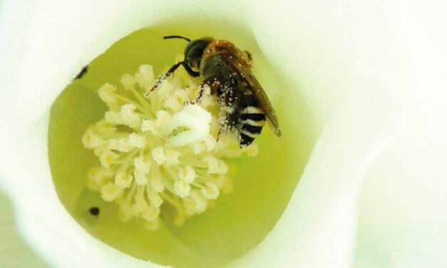 A valiosa contribuição das abelhas para o cultivo do algodão