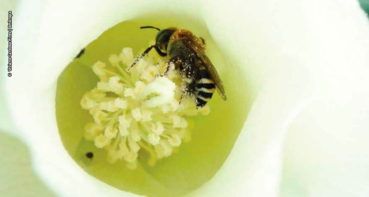 A valiosa contribuição das abelhas para o cultivo do algodão