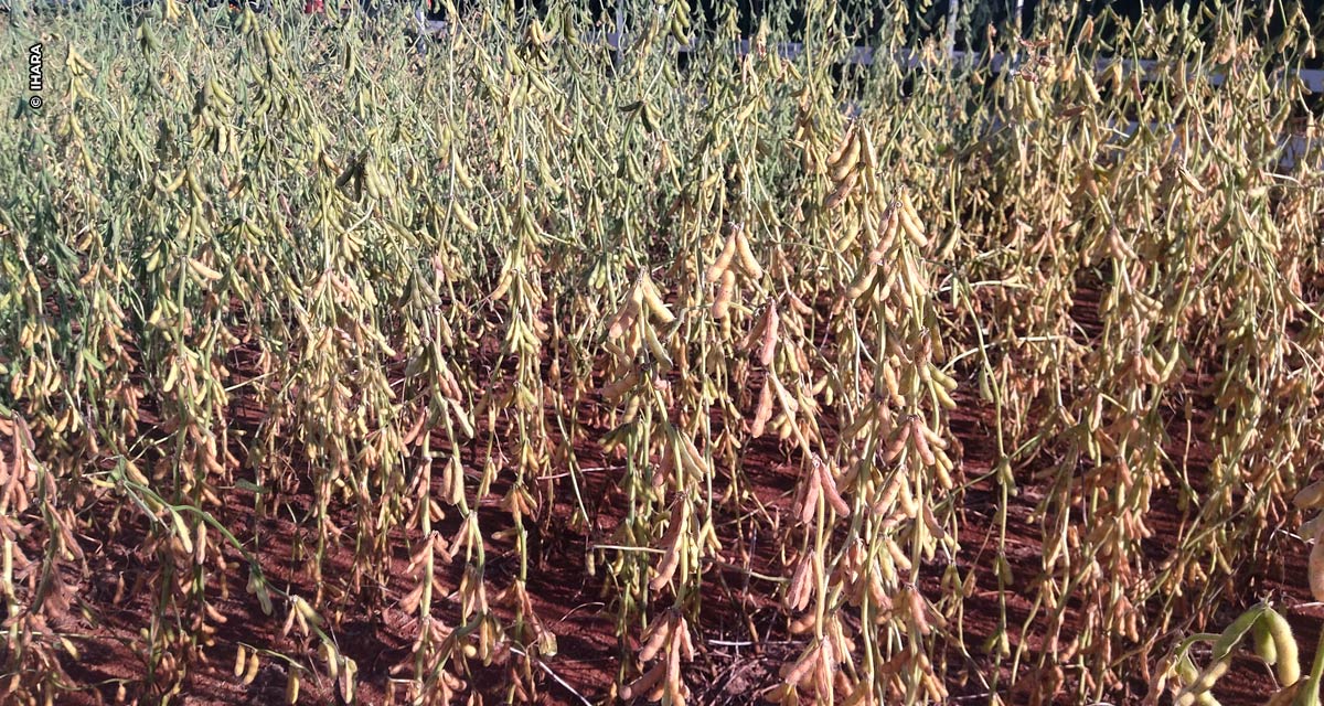 Dessecação pré-colheita potencializa ganhos na sojicultura