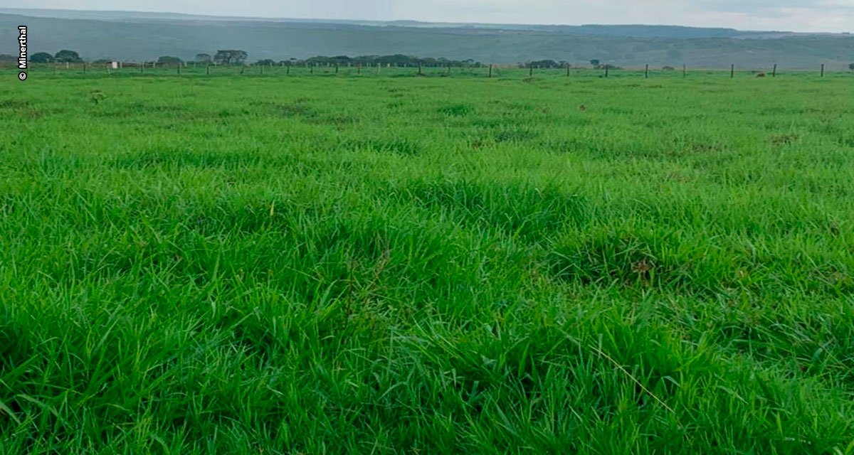 Manejo de pastagem e suplementação adequada garantem maior eficiência produtiva e de gestão na pecuária