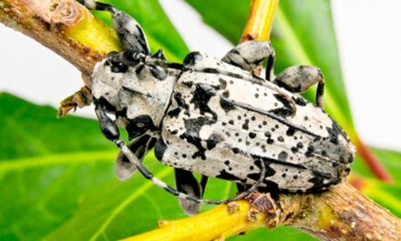 Período de combate a broca-da-erva-mate encerra em março