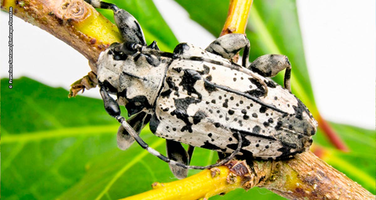 Período de combate a broca-da-erva-mate encerra em março