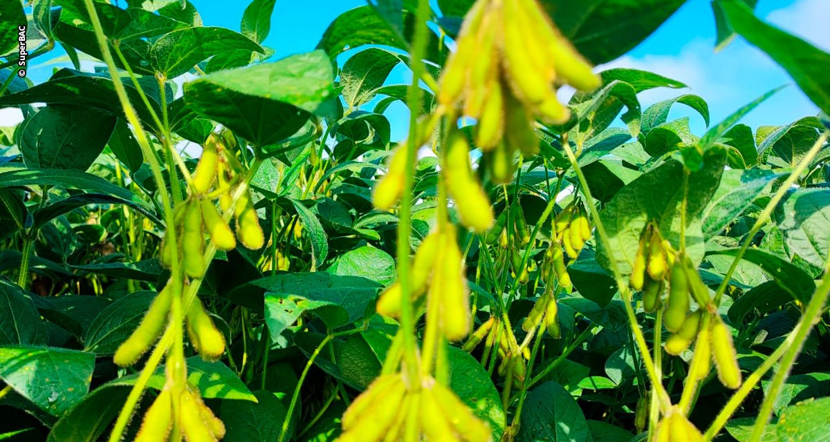 Fertilizantes biotecnológicos serão novidades na Coplacampo