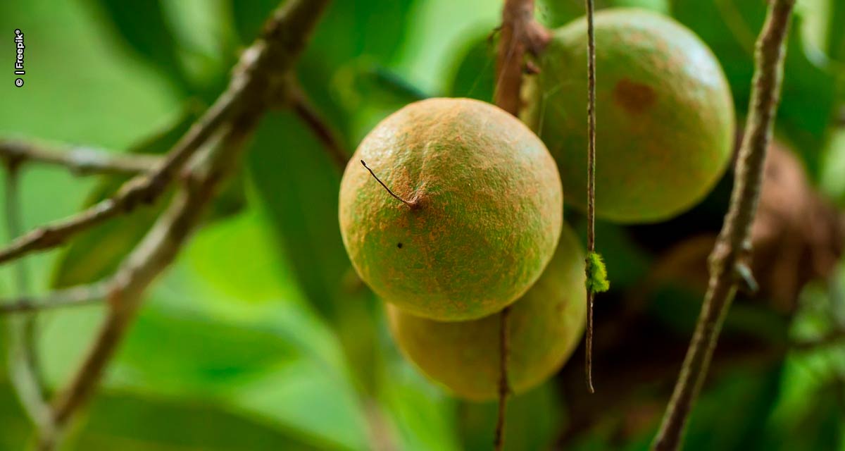 Fertilizante orgânico aumenta produtividade e crescimento da nogueira macadâmia