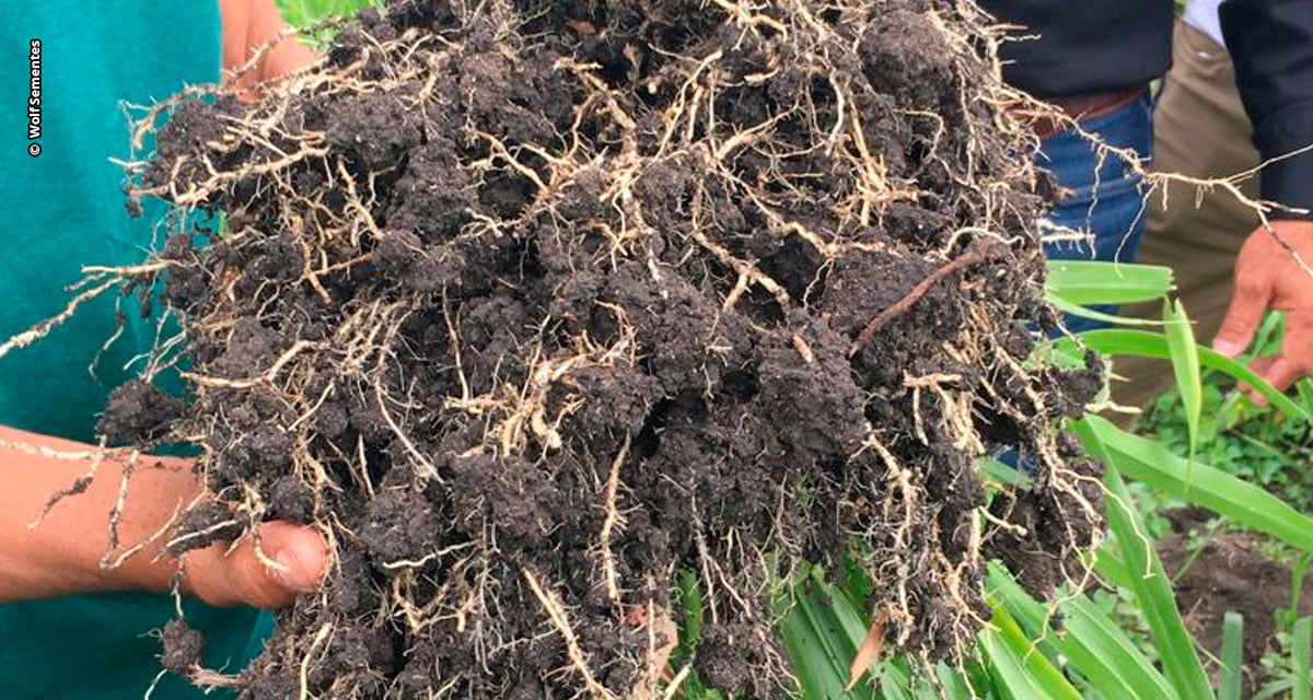 Manejo com brachiaria híbrida reduz tempo de abate pela metade no RS