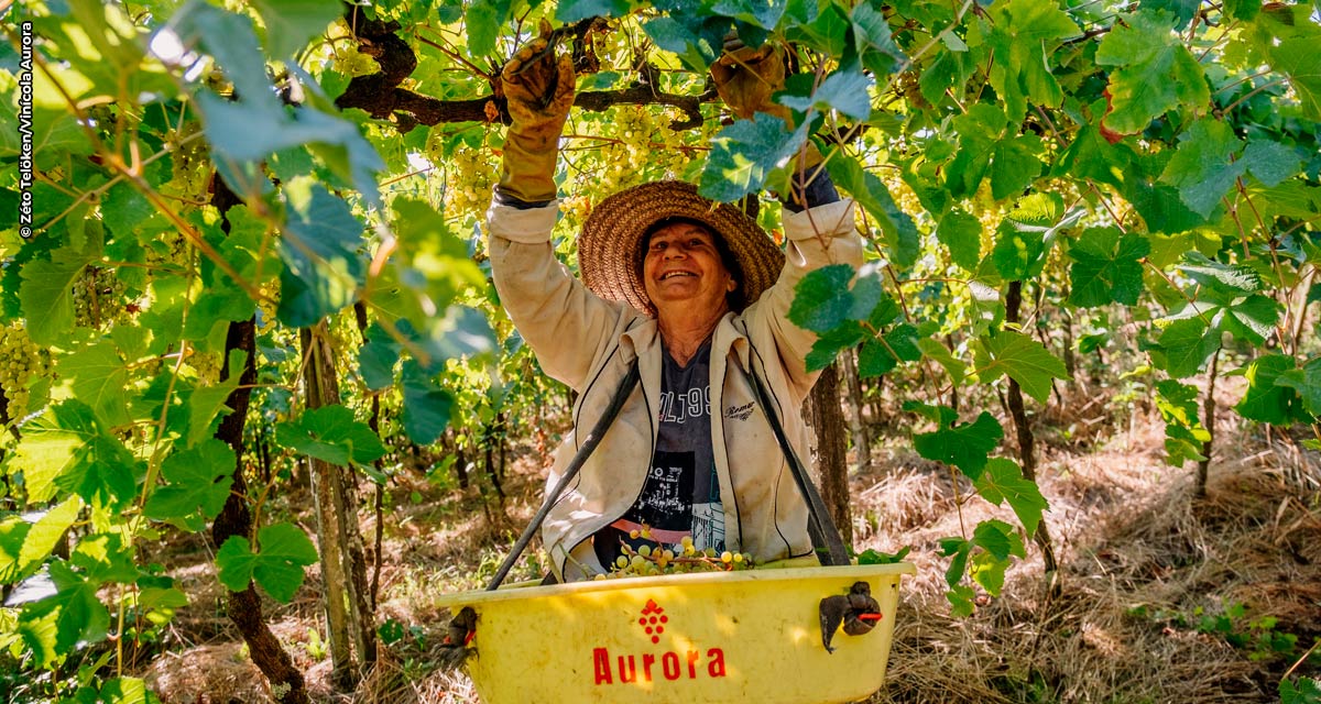 Vinícola Aurora finaliza safra 2023 com 70,5 milhões de quilos de uva