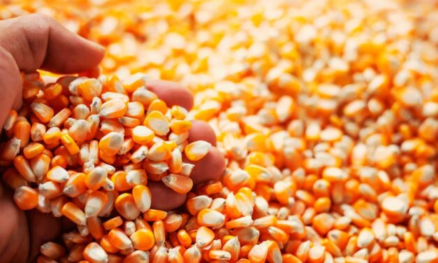 Safra de milho deve crescer 11,2% este ano em relação ao período 2021/22