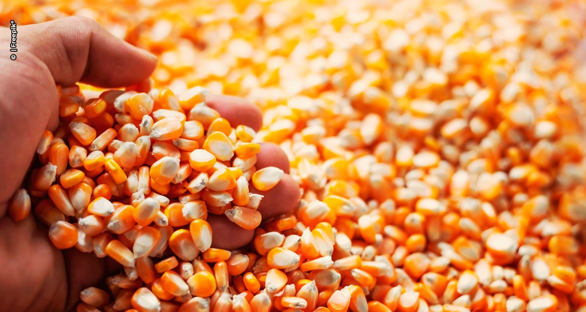 Safra de milho deve crescer 11,2% este ano em relação ao período 2021/22