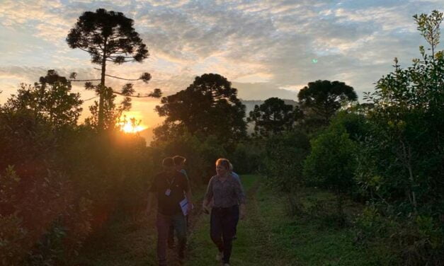 Spin-off de ervateira tradicional do Paraná, Mundo Mathe recebe turistas de todo o país