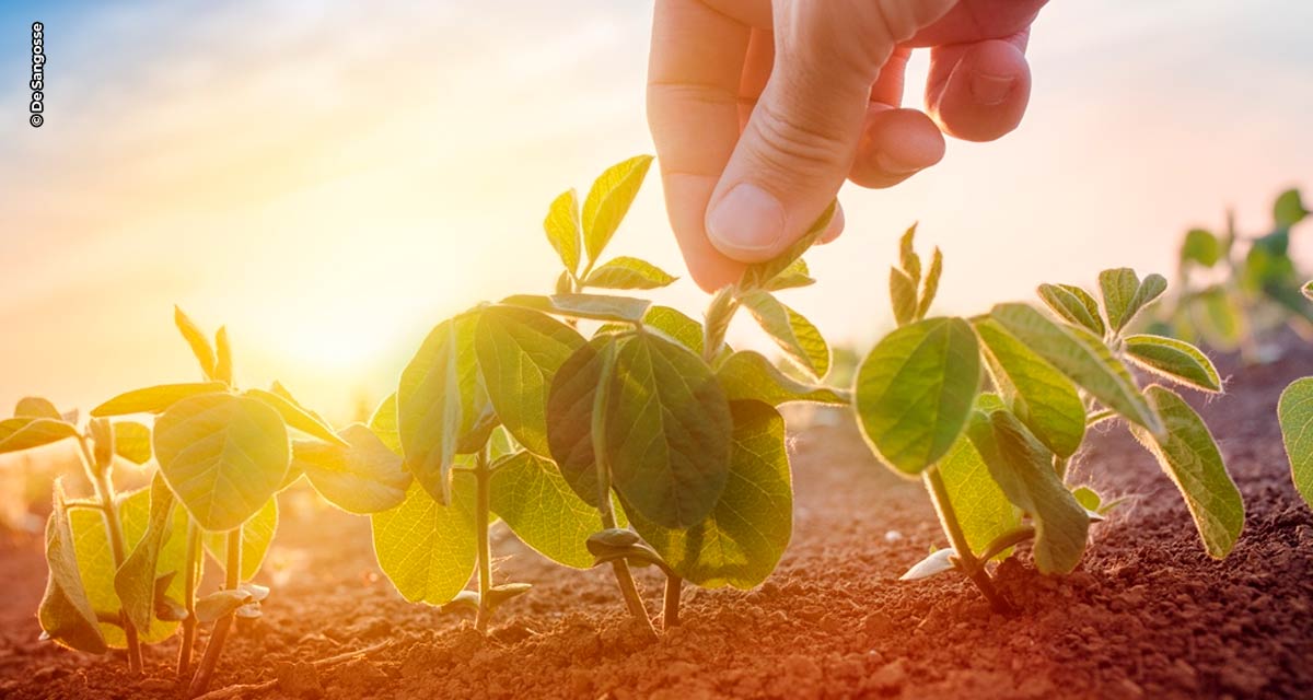 Soluções microbiológicas são alternativas eficientes à agricultura mato-grossense