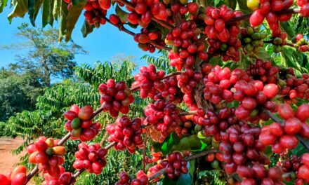 Café segue como o produto com maior número de Indicações Geográficas no Brasil