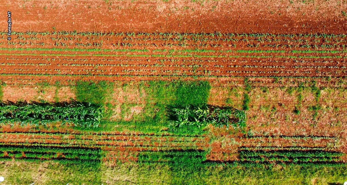 Treinamento ajuda na tomada de decisão para o controle das plantas daninhas