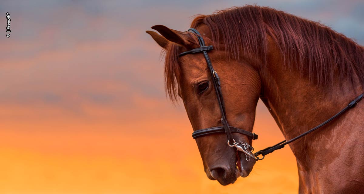 Calendário esportivo exige atenção na alimentação dos cavalos atletas