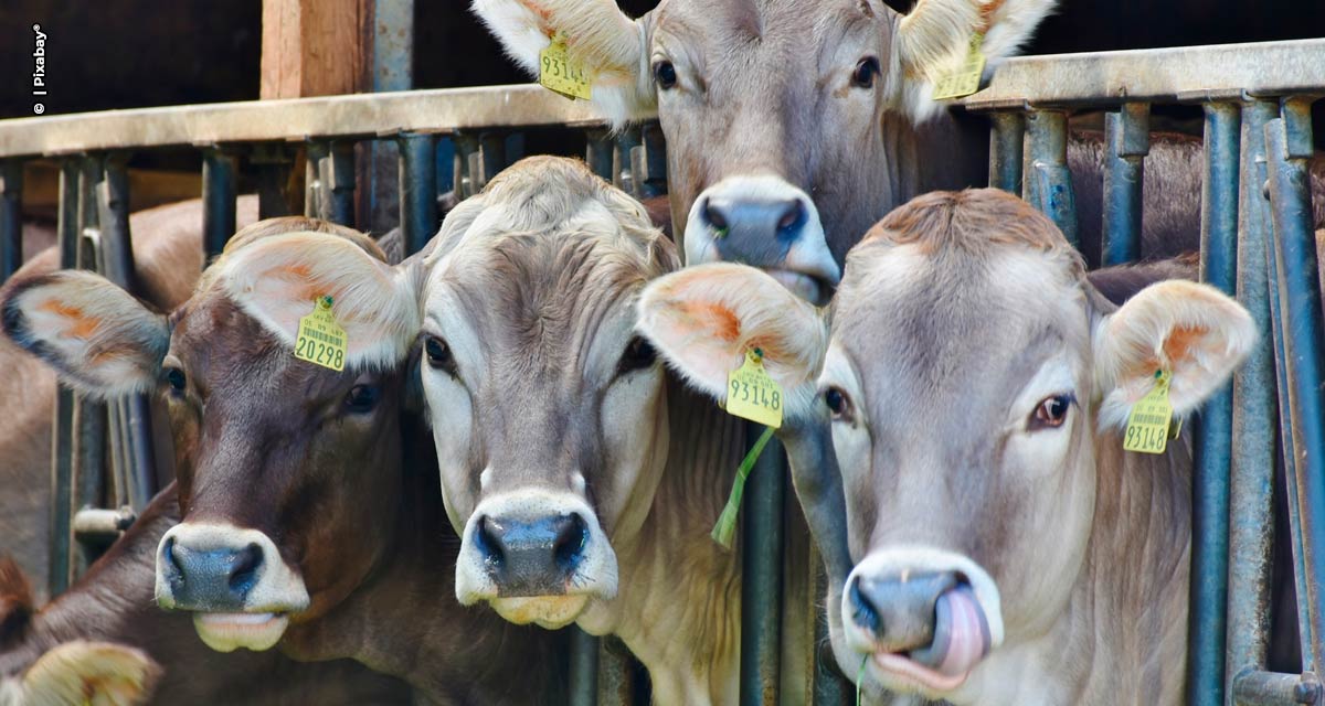 Inteligência Artificial transforma pecuária e oferece vantagem competitiva a produtores de gado