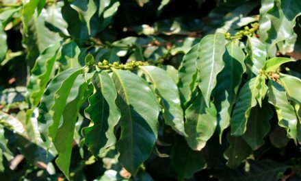 Nutrição do solo dos cafezais aumenta produtividade e rentabilidade