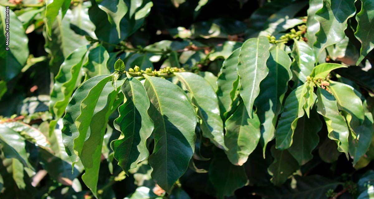 Nutrição do solo dos cafezais aumenta produtividade e rentabilidade