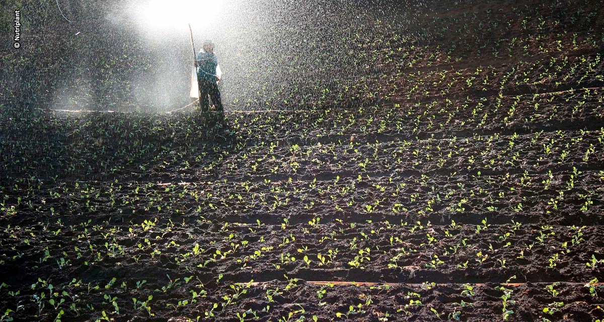 Empresa de fertilizantes e insumos agropecuários tem crescimento recorde após estratégia de regionalização de vendas