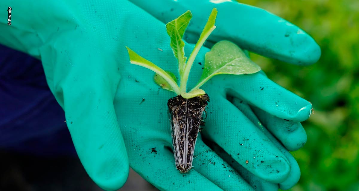 Promip leva biológicos para o combate de pragas na cultura do tabaco para a Expoagro Afubra