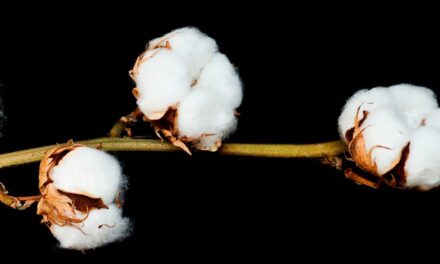 TMG realiza cerca de 80 mil fenotipagens de algodão, soja e milho por ano
