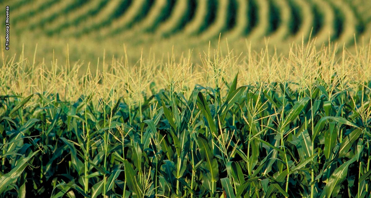 Uso de inoculantes aumenta em até 20% a produtividade do milho