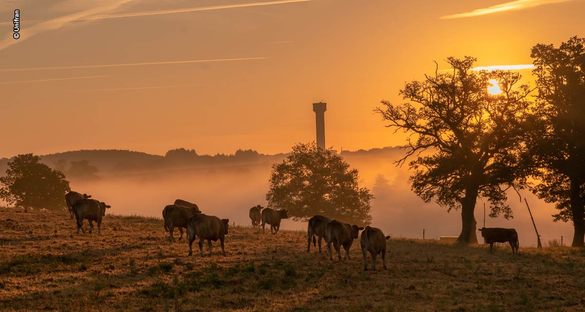 Gestão de fazenda: entenda sobre etapas da agropecuária, criação de rebanhos e plantio