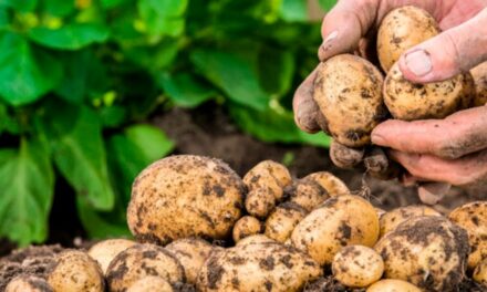Manejo de nematoides no inverno pode reduzir custos e contribuir para sustentabilidade do sistema de produção de batata e cenoura