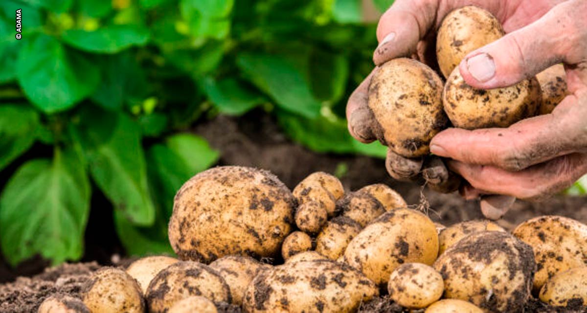 Manejo de nematoides no inverno pode reduzir custos e contribuir para sustentabilidade do sistema de produção de batata e cenoura