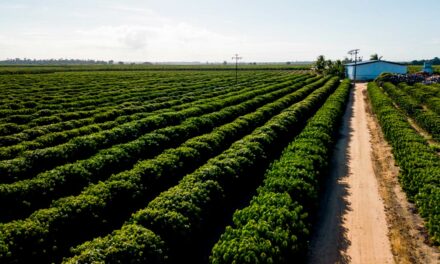 Cafeicultores recorrem à biotecnologia para produzir mais com sustentabilidade