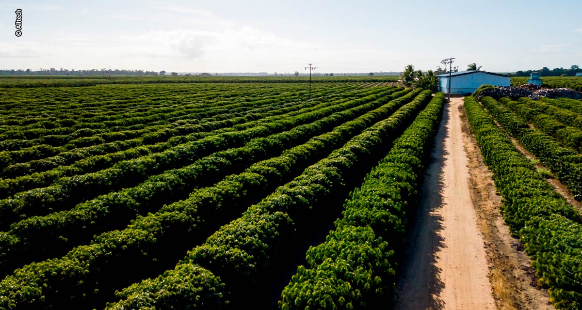 Cafeicultores recorrem à biotecnologia para produzir mais com sustentabilidade