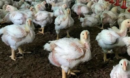 Multifuncional, prebióticos melhoram absorção de nutrientes e fortalecem sistema imune de frangos de corte
