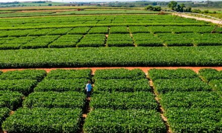 BASF avança em soluções integradas para acelerar a transformação da agricultura