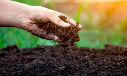 Com a queda no preço dos fertilizantes, o momento é favorável para investir na saúde do solo