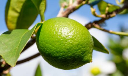 Corteva Agriscience apresenta importantes inovações para uma citricultura produtiva na 4ª Expolimão e 23º Dia do Limão Tahiti