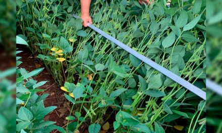 Uso de quelatos orgânicos favorecem produtividade das lavouras