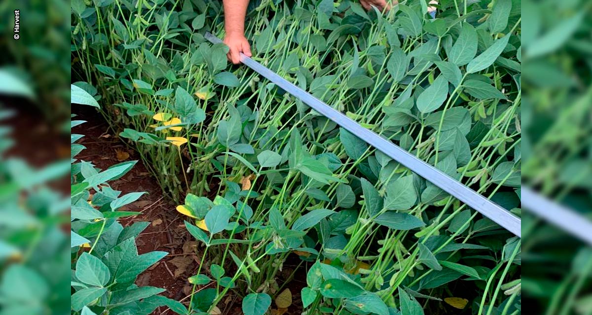 Uso de quelatos orgânicos favorecem produtividade das lavouras