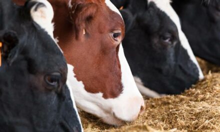 Correto manejo na secagem influencia bem-estar e performance das vacas leiteiras