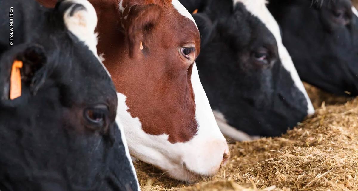 Correto manejo na secagem influencia bem-estar e performance das vacas leiteiras