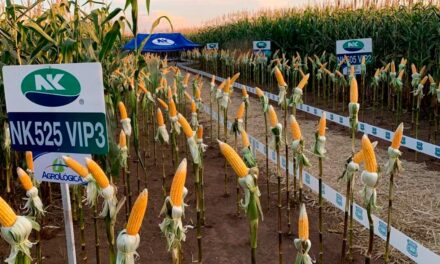 Rally da Produtividade visita áreas de grãos levando conhecimento a mais de 100 produtores em Mato Grosso