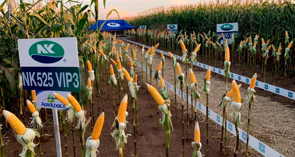 Rally da Produtividade visita áreas de grãos levando conhecimento a mais de 100 produtores em Mato Grosso