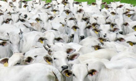 Gestão de fazenda pecuária potencializa os ganhos com soluções biotecnológicas