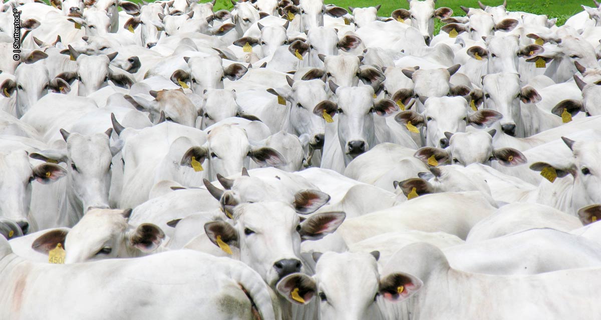 Gestão de fazenda pecuária potencializa os ganhos com soluções biotecnológicas