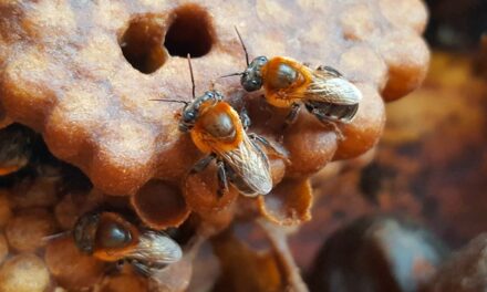 Na Semana do Meio Ambiente, Associação Caatinga destaca importância do trabalho dos meliponicultores