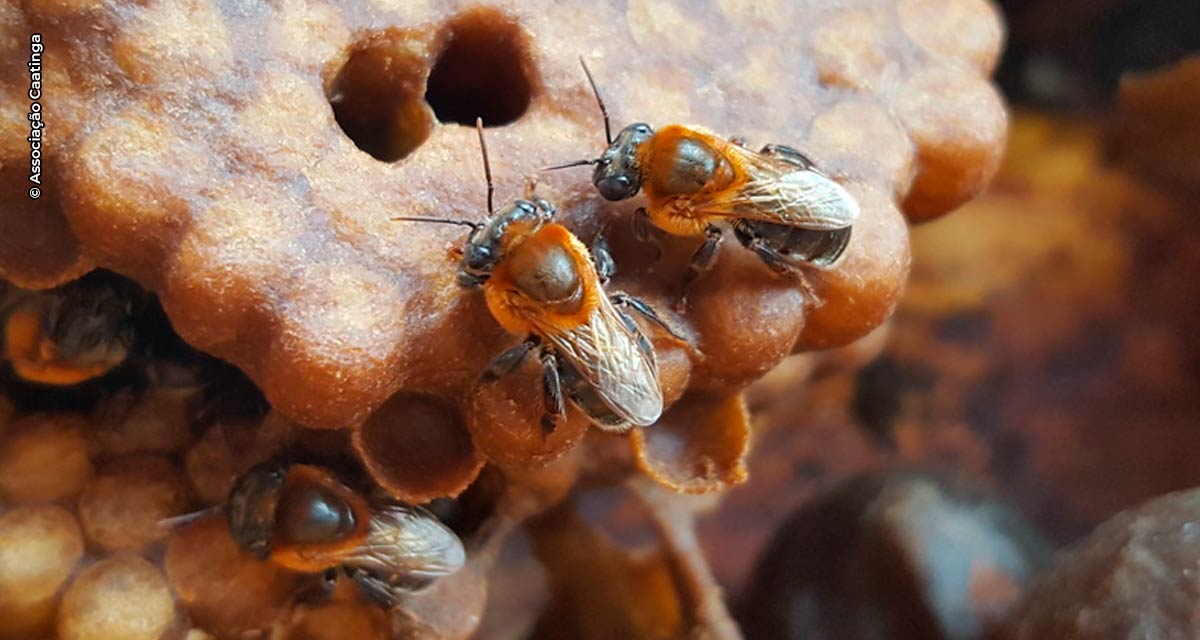 Na Semana do Meio Ambiente, Associação Caatinga destaca importância do trabalho dos meliponicultores