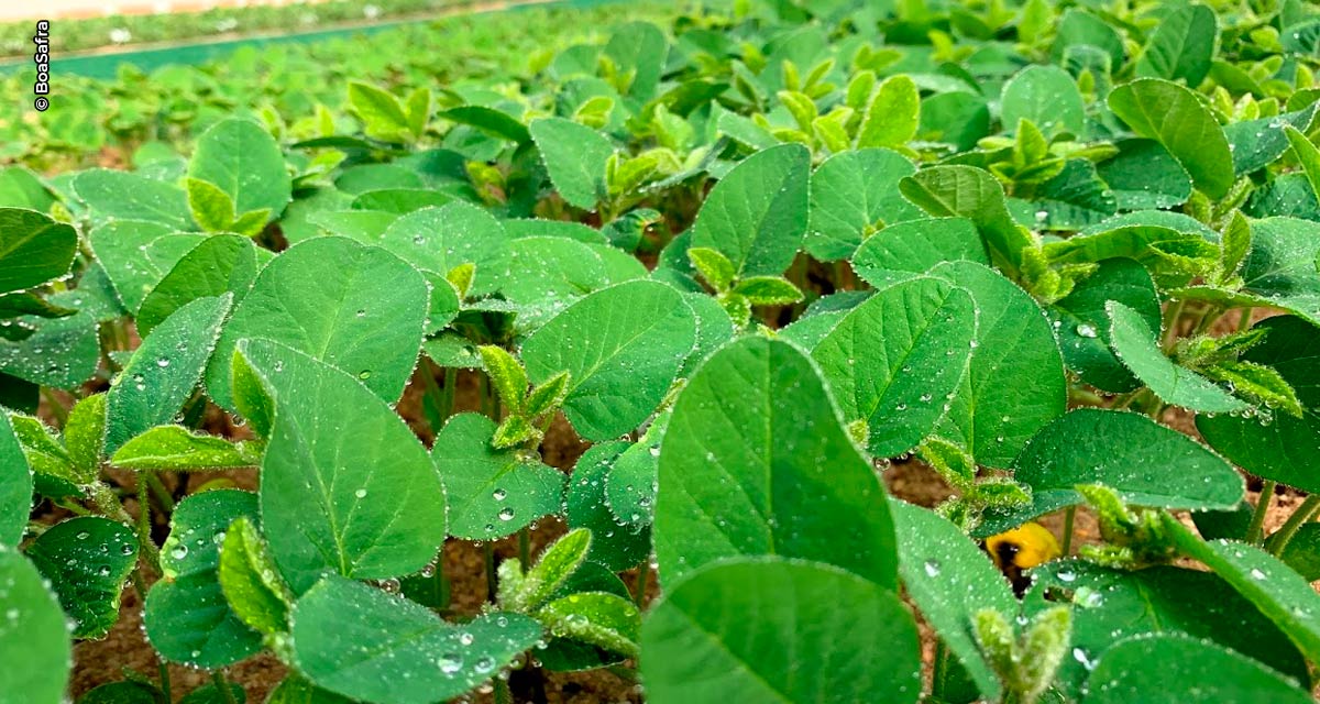 Boa Safra (SOJA3) começa o ano com R$ 900 milhões em contratos de venda de sementes