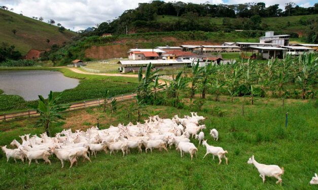 Primeira granja leiteira de cabras no Brasil revela suas práticas autossustentáveis