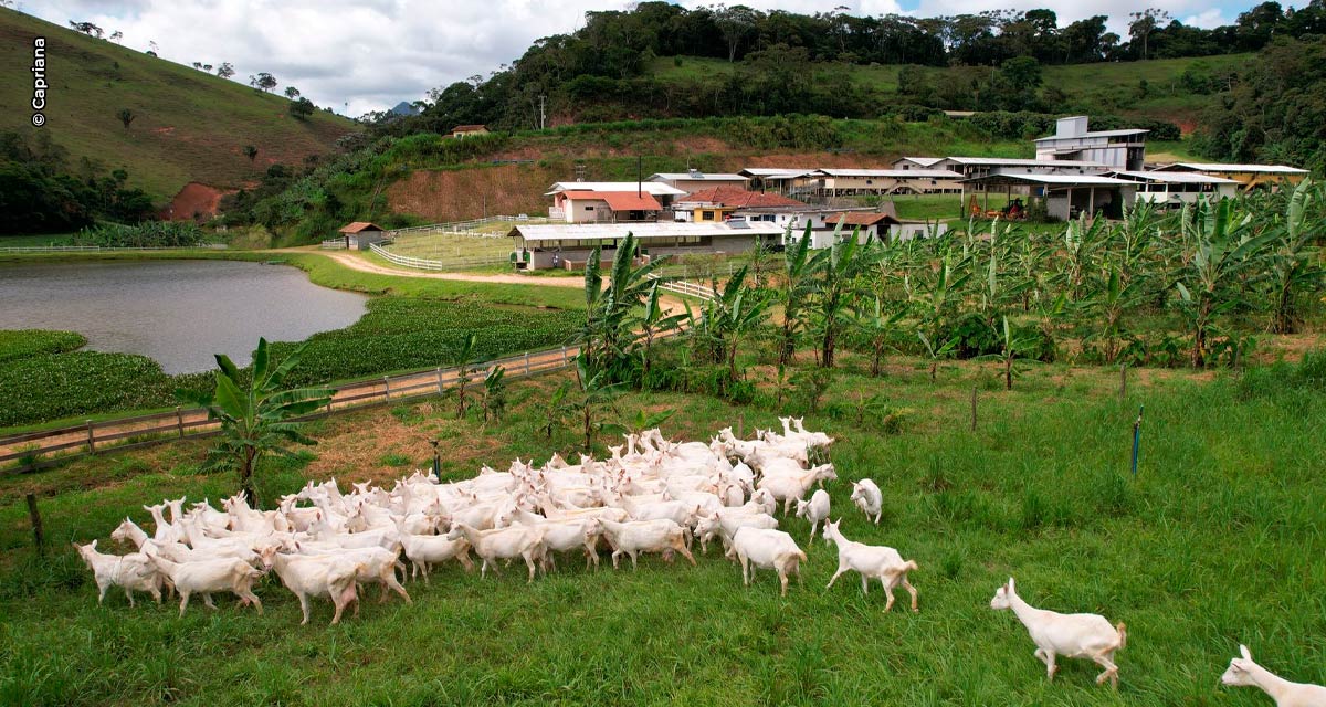 Primeira granja leiteira de cabras no Brasil revela suas práticas autossustentáveis